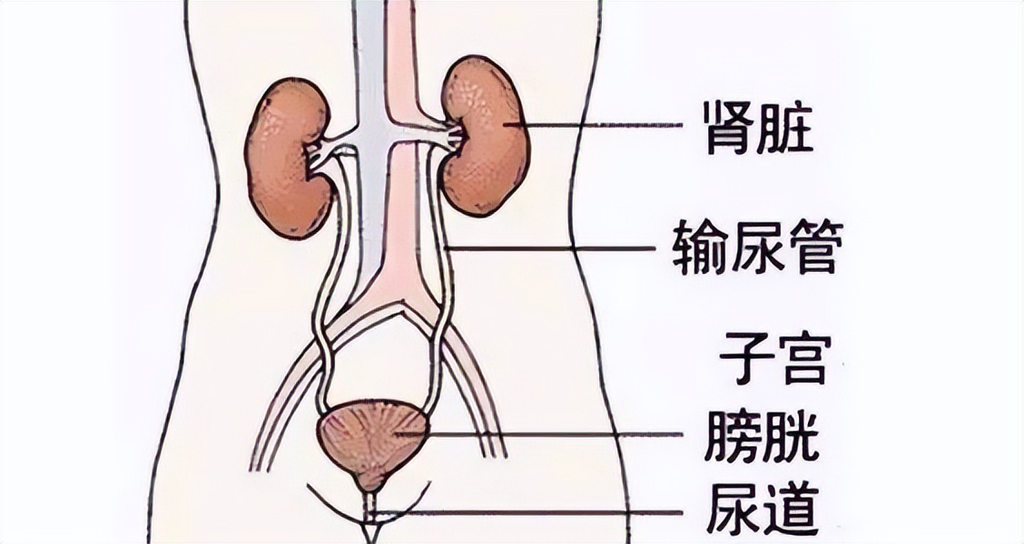 “蜜月病”竟是“爱爱”后遗症！尿路感染，为什么缠着女性？