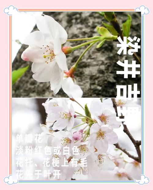 樱花种植竟藏这些秘密？快来一探究竟