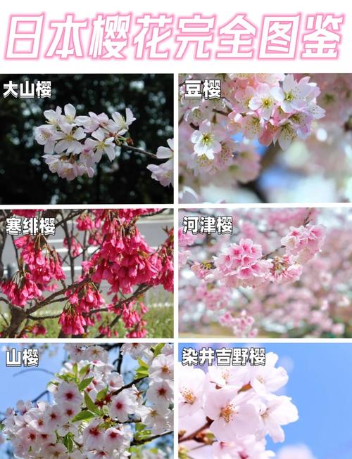 樱花种植竟藏这些秘密？快来一探究竟