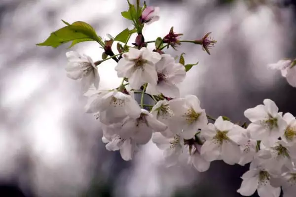 樱花种植竟藏这些秘密？快来一探究竟