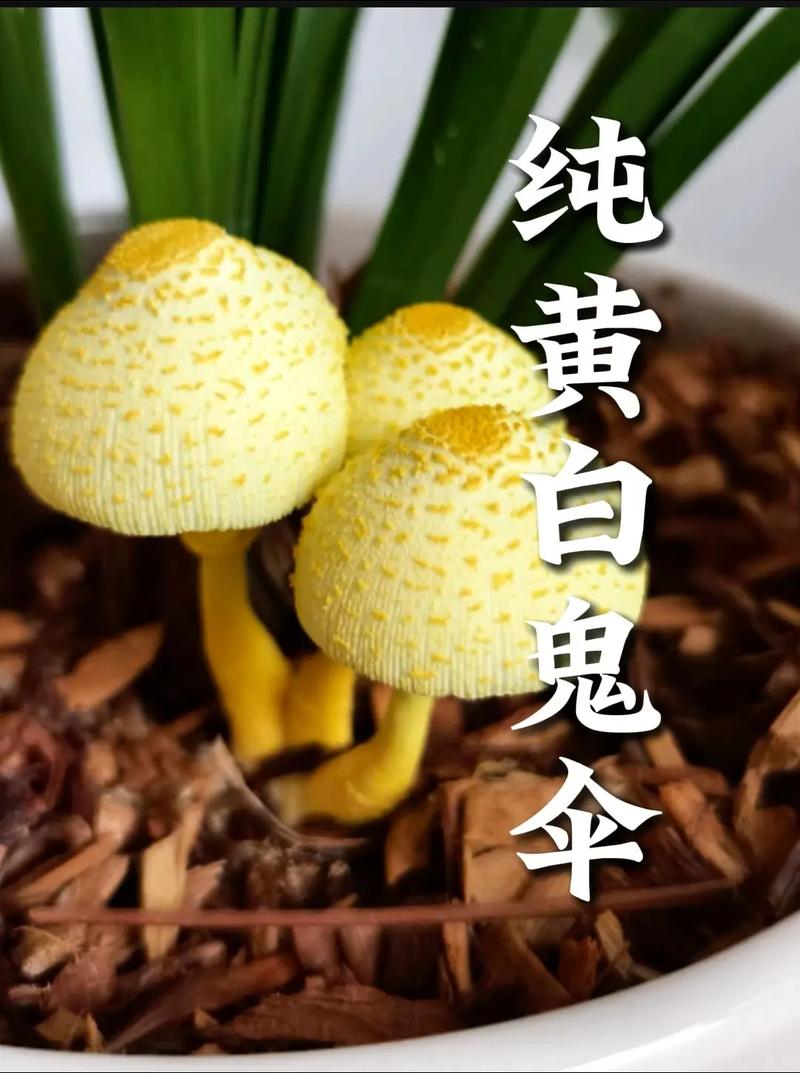 纯黄白鬼伞菌丝体和子实体的培养研究