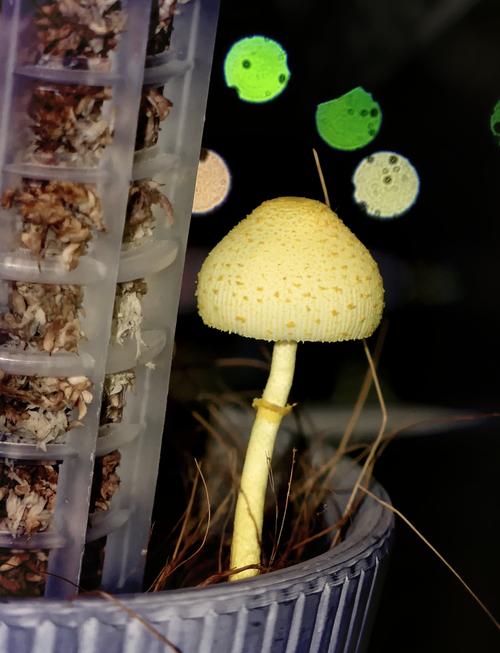 纯黄白鬼伞菌丝体和子实体的培养研究