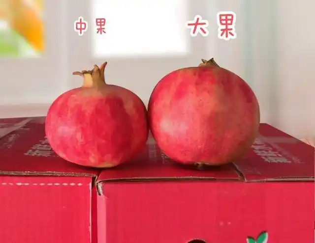 等了一年的它回来了！秋天的第一颗石榴——突尼斯软籽石榴