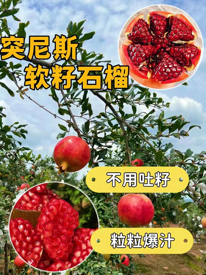 有种石榴不用吐籽，突尼斯软籽石榴果核又软又小