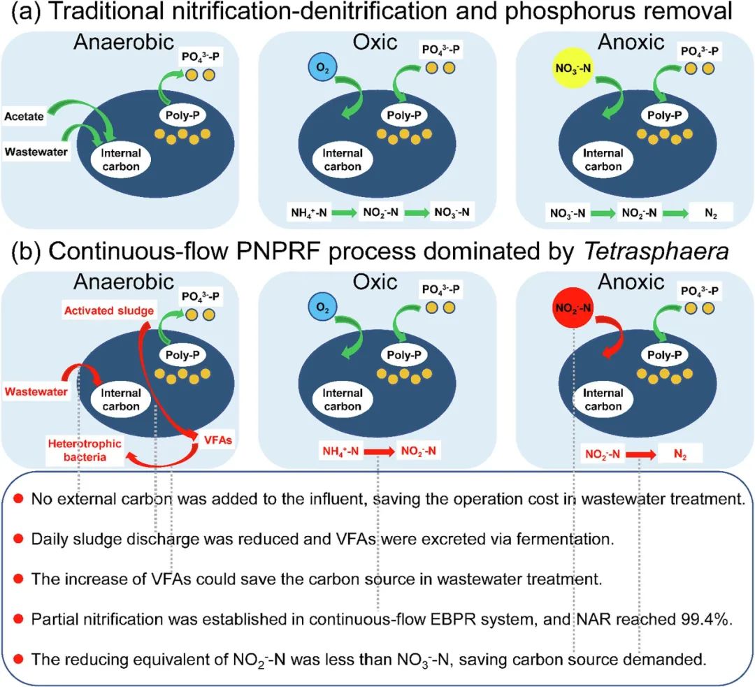连续流系统中实现部分硝化、增强生物除磷和原位发酵（PNPRF）及其转录水平的机制分析
