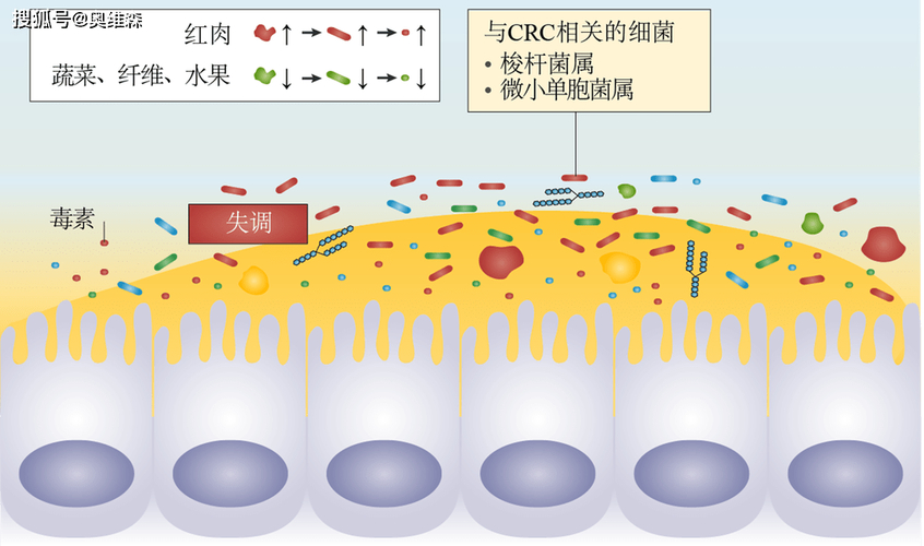 功能微生物的相互作用及其对甲烷生物转化为短链脂肪酸的贡献
