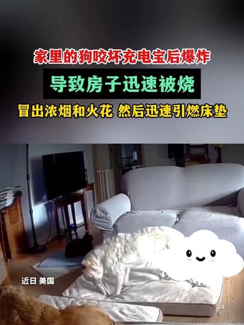 狗咬坏充电宝，引发了一场大火，烧毁了整个房子（狗没事
