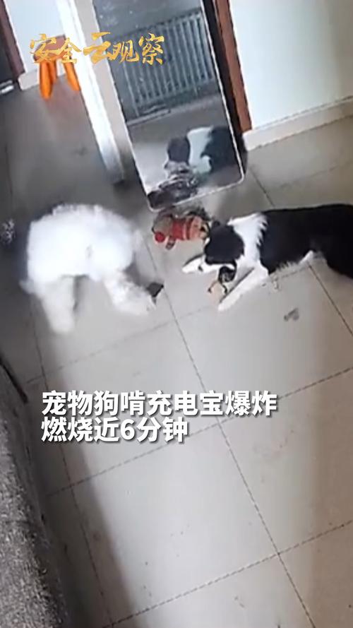 狗咬坏充电宝，引发了一场大火，烧毁了整个房子（狗没事
