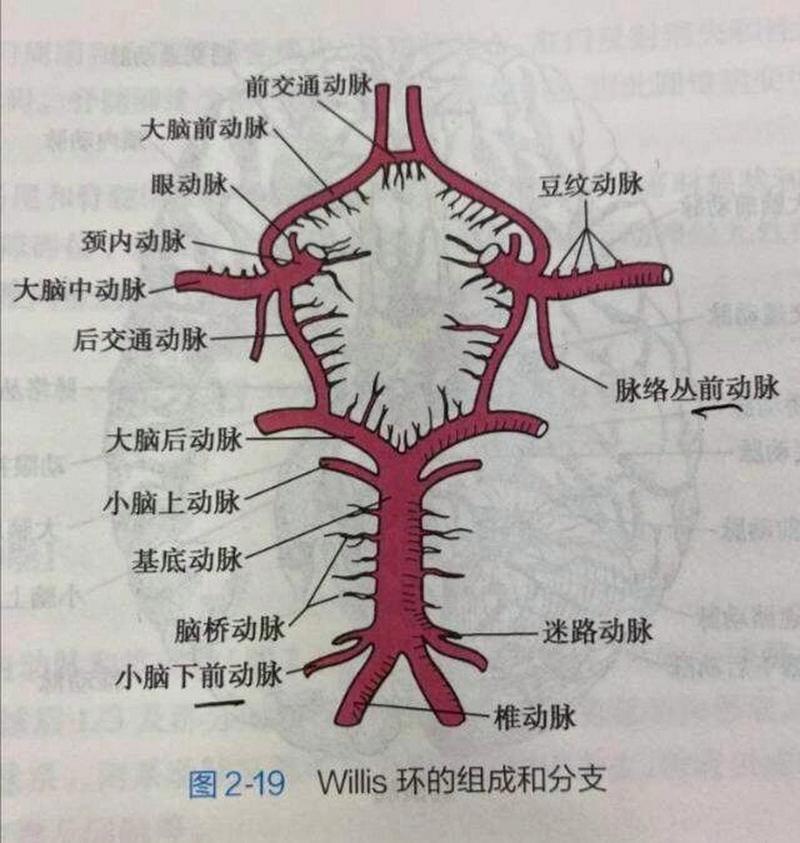 营养脑的动脉有哪些？