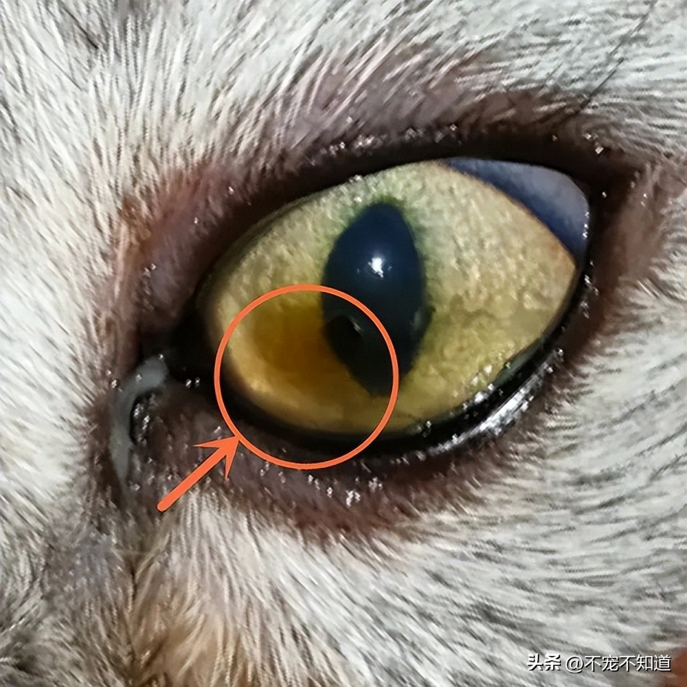 警惕猫咪角膜溃疡病变！猫咪角膜腐骨二三事