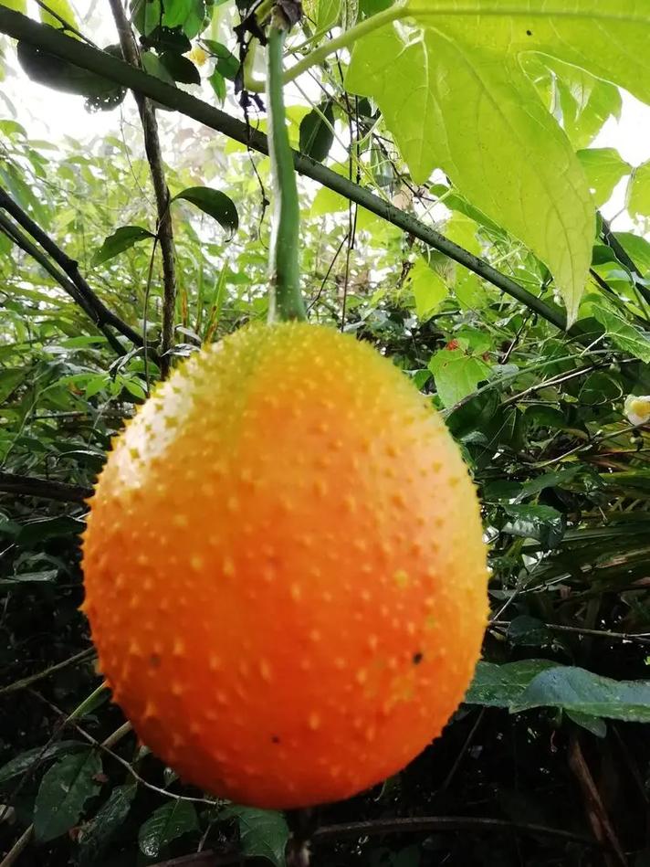 木鳖果成熟了