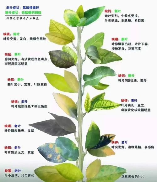 白菜软腐病怎样防治？