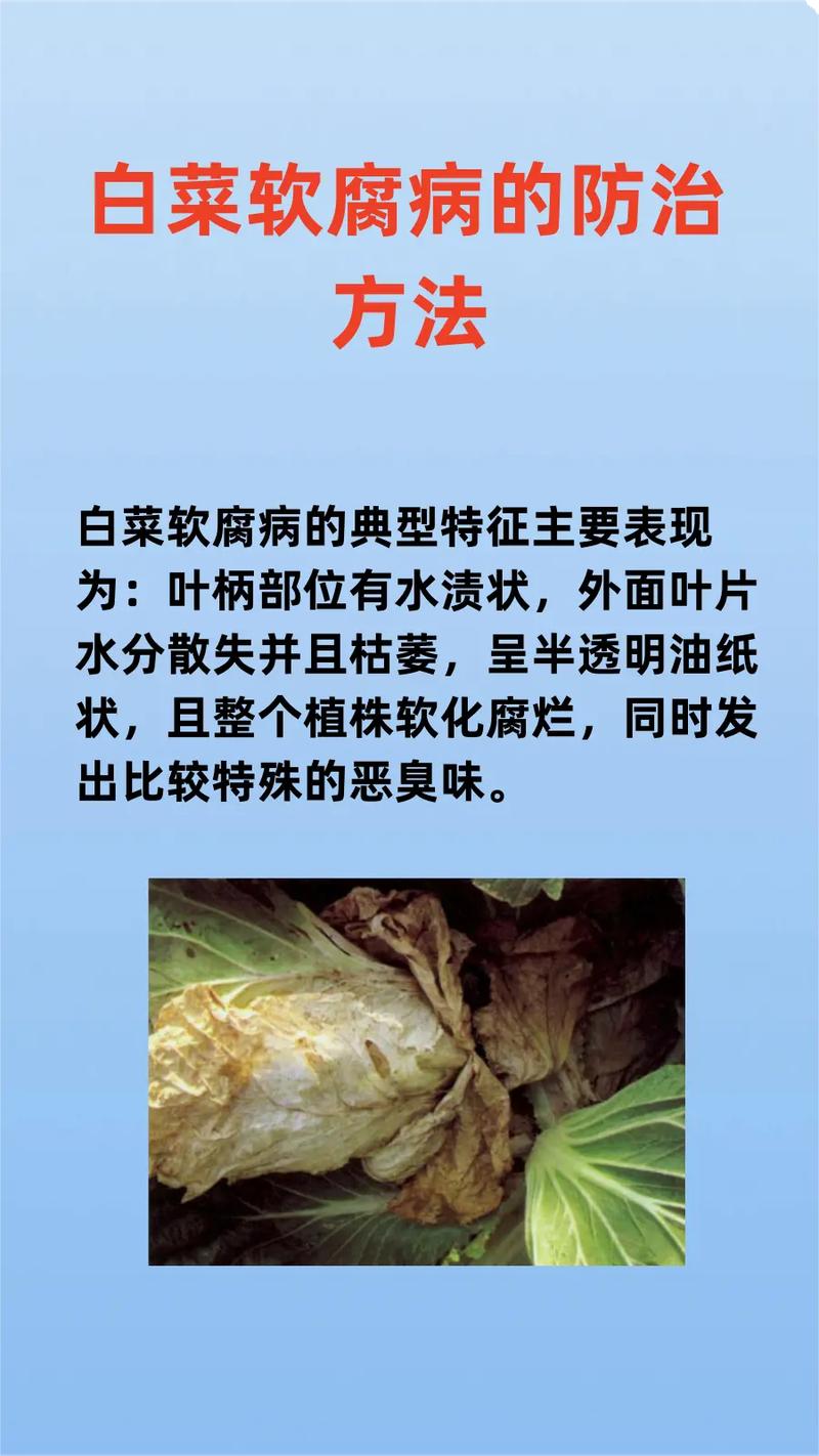 白菜软腐病怎样防治？