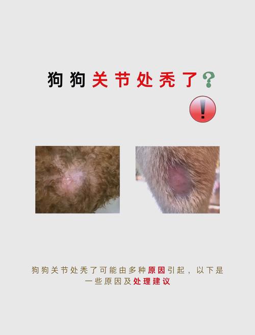 狗狗脱毛严重怎么办露皮