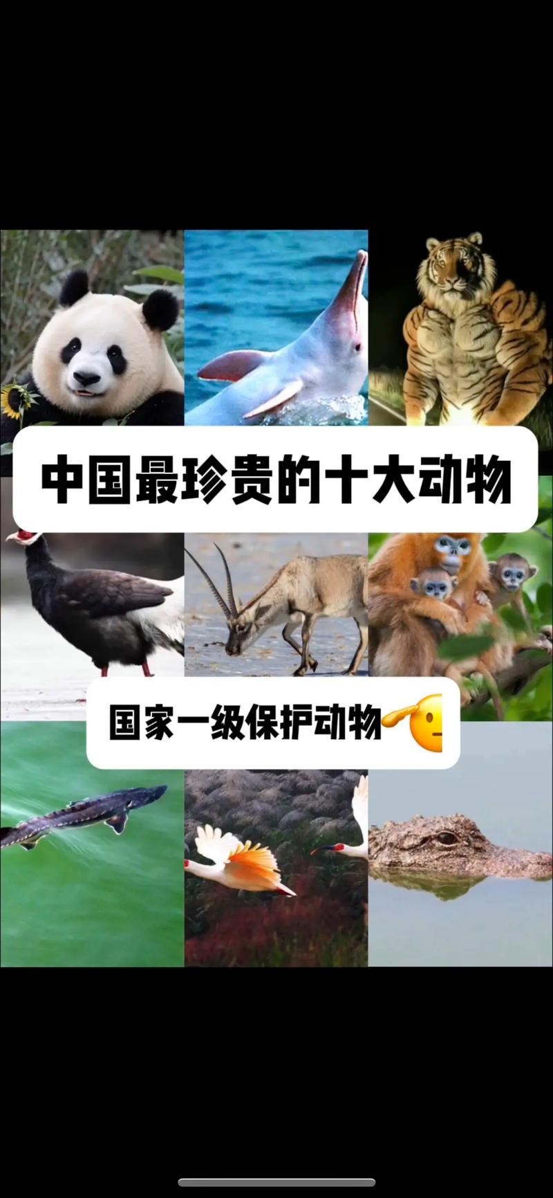 最全！中国国家重点保护野生动物名录，了解一下