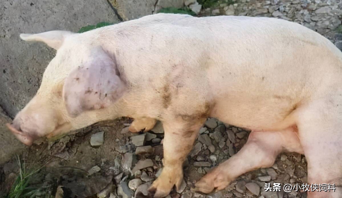猪气喘病用什么药治疗最好？猪气喘病症状及治疗方法，快来收藏！