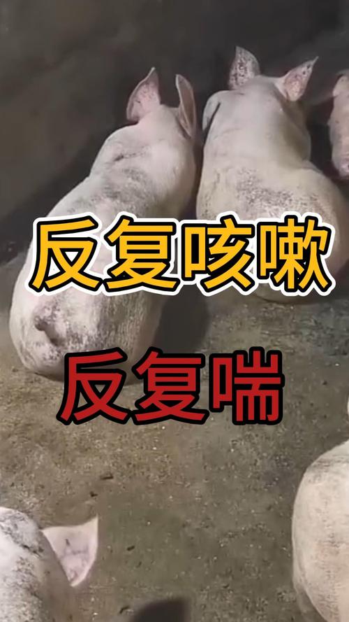 《12316三农热线》猪出现咳嗽和气喘，吃食还可以，不上膘，请问是什么病？