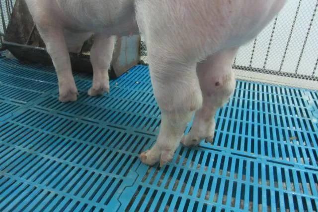 猪关节肿大是什么原因？三种方法让你学会区分，一起来看
