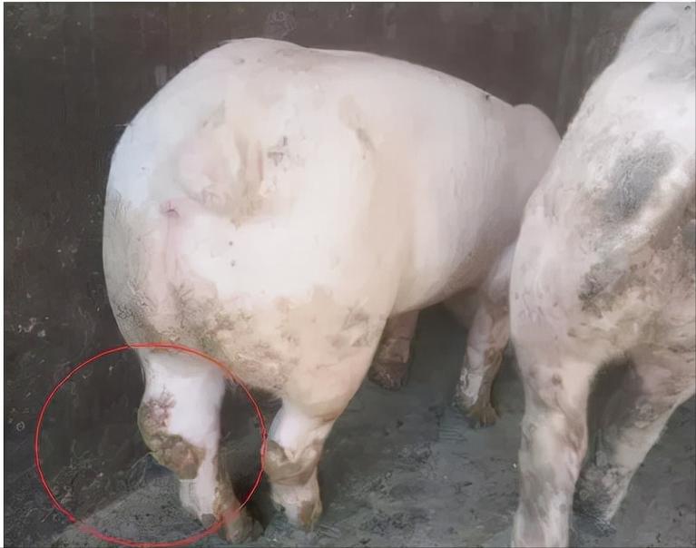 猪关节肿大是什么原因？三种方法让你学会区分，一起来看