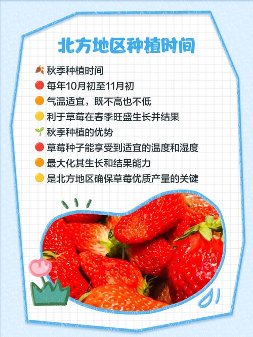 草莓是什么月份种植最合适,种植当年能吃上草莓吗?