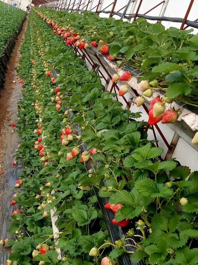 草莓是什么月份种植最合适,种植当年能吃上草莓吗?