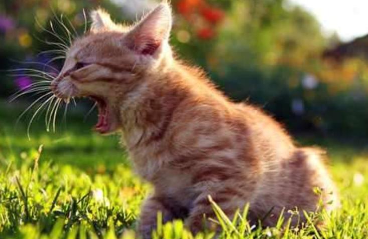 铲屎官须知：猫咪胃酸过多呕吐怎么办 猫咪胃酸呕吐如何处理