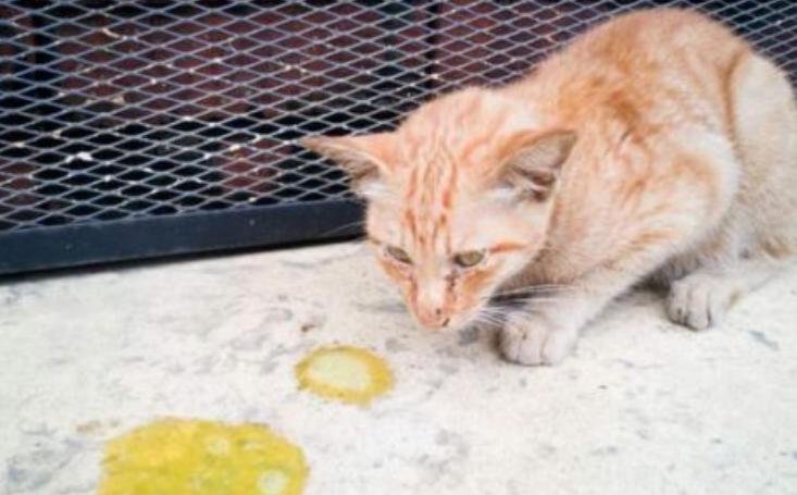 铲屎官须知：猫咪胃酸过多呕吐怎么办 猫咪胃酸呕吐如何处理