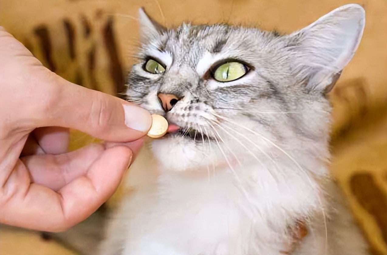 铲屎官须知：猫咪胃酸过多呕吐怎么办 猫咪胃酸呕吐如何处理