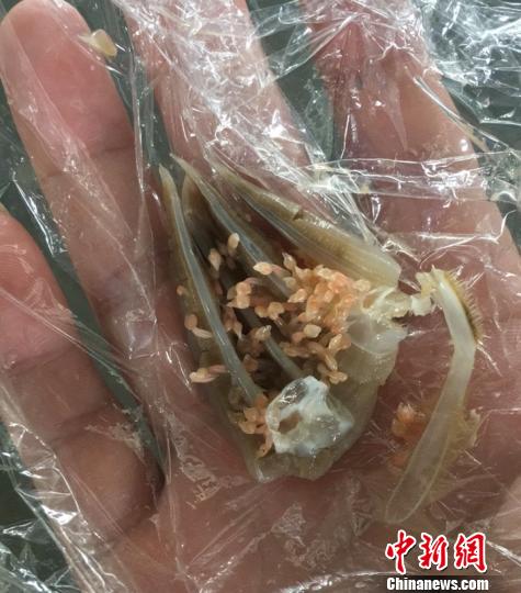 梭子蟹里密布“寄生虫”经检验竟是世界上最昂贵的海鲜