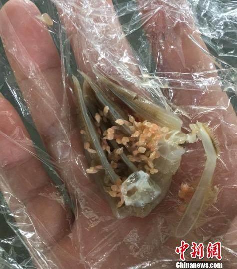 梭子蟹里密布“寄生虫”经检验竟是世界上最昂贵的海鲜