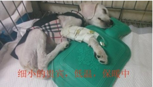 小狗得细小有什么症状？小狗得细小前期怎么治疗？