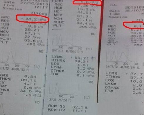 小狗得细小有什么症状？小狗得细小前期怎么治疗？