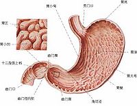 慢性浅表性胃炎