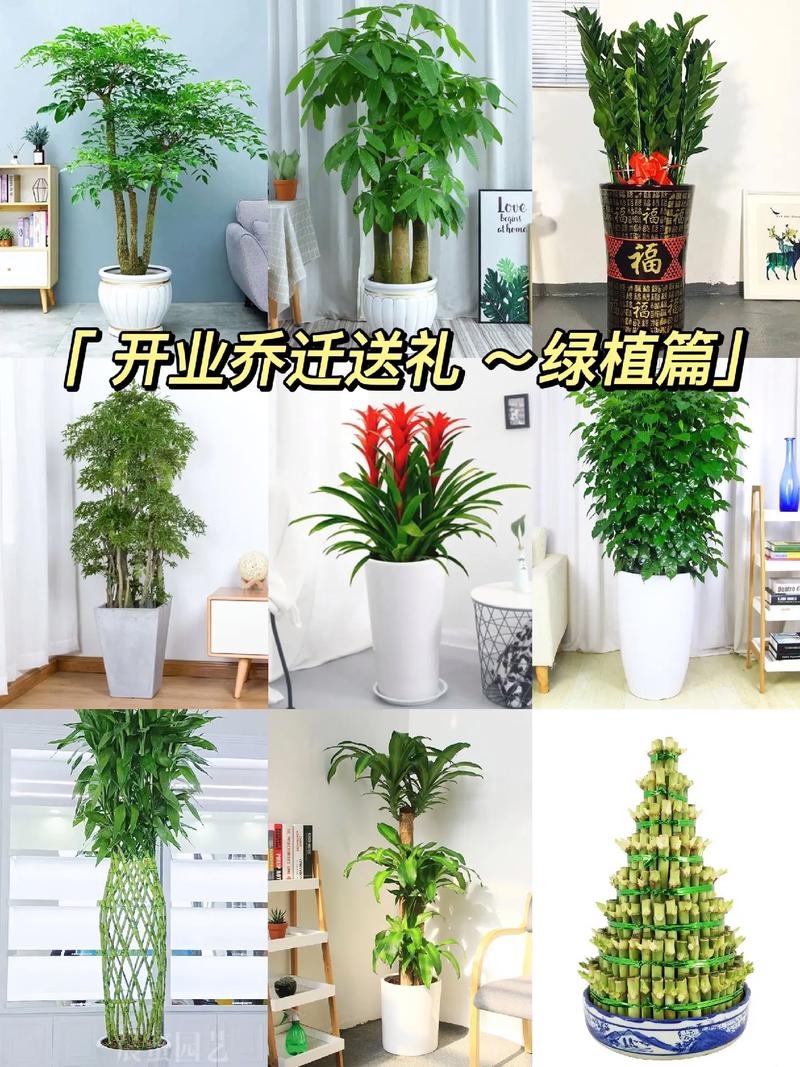 朋友店铺开业送啥礼？传统绿植与创意摆件都是不错选择
