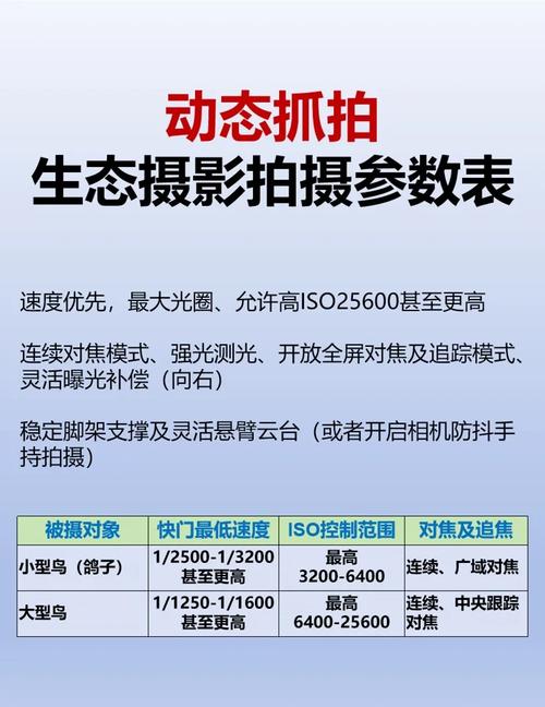 尼康d850拍飞鸟_尼康d500拍飞鸟如何对焦_尼康d500打飞鸟的最佳设置
