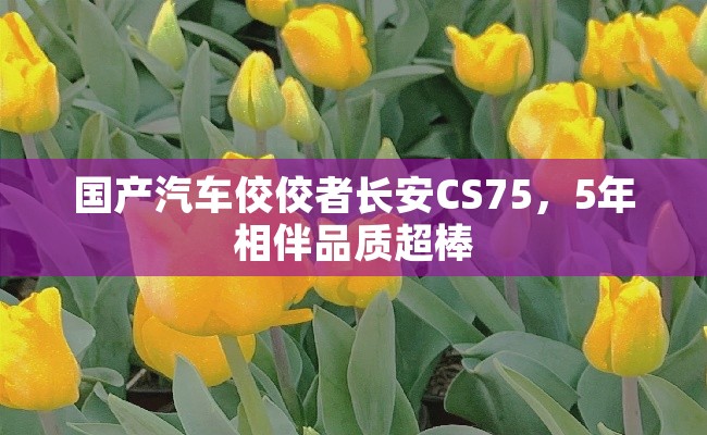 国产汽车佼佼者长安CS75，5年相伴品质超棒