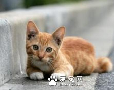 猫的皮肤病有哪些 皮肤病愈早发现愈容易控制