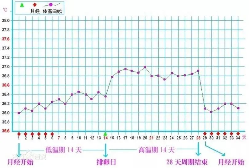 查体温就能了解卵巢功能？这么神奇还一学就会
