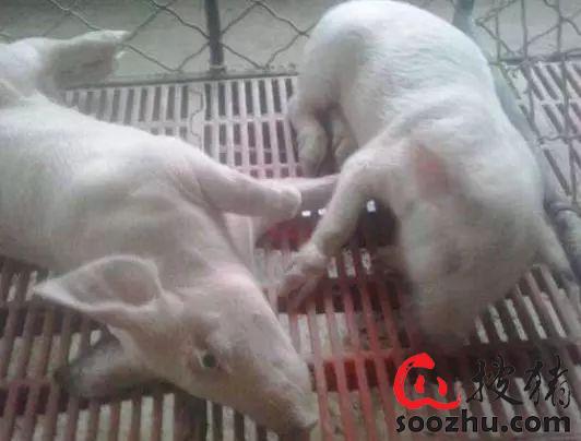 猪场发生猪链球菌或水肿病，该如何治疗？