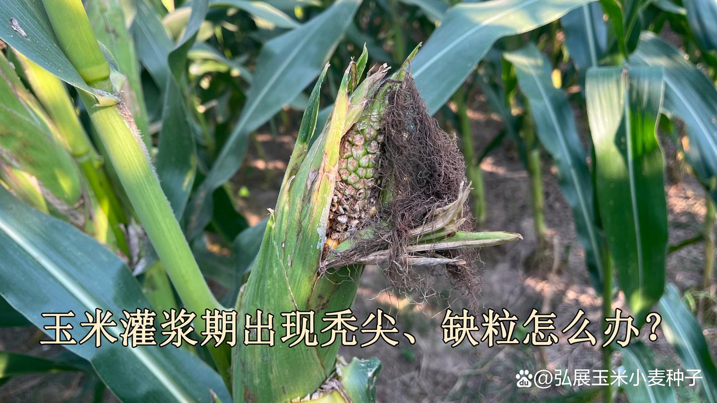玉米突尖的原因及解决方法