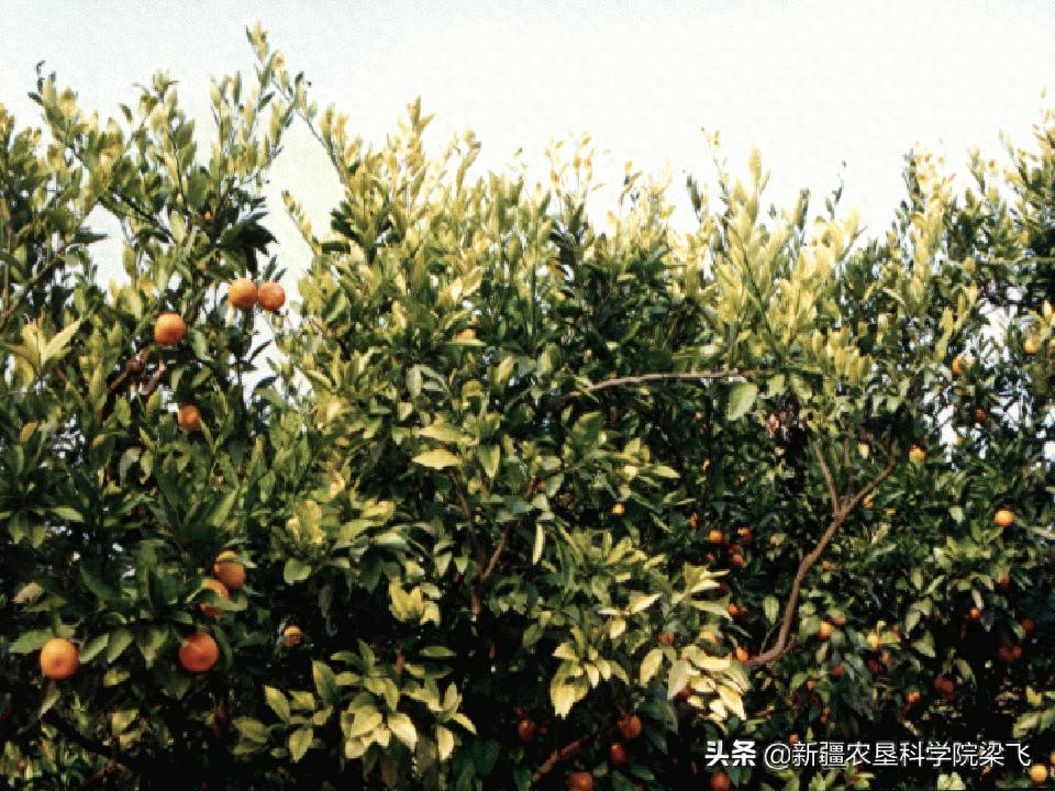 作物缺素及中毒症状之三——微量元素铁锰