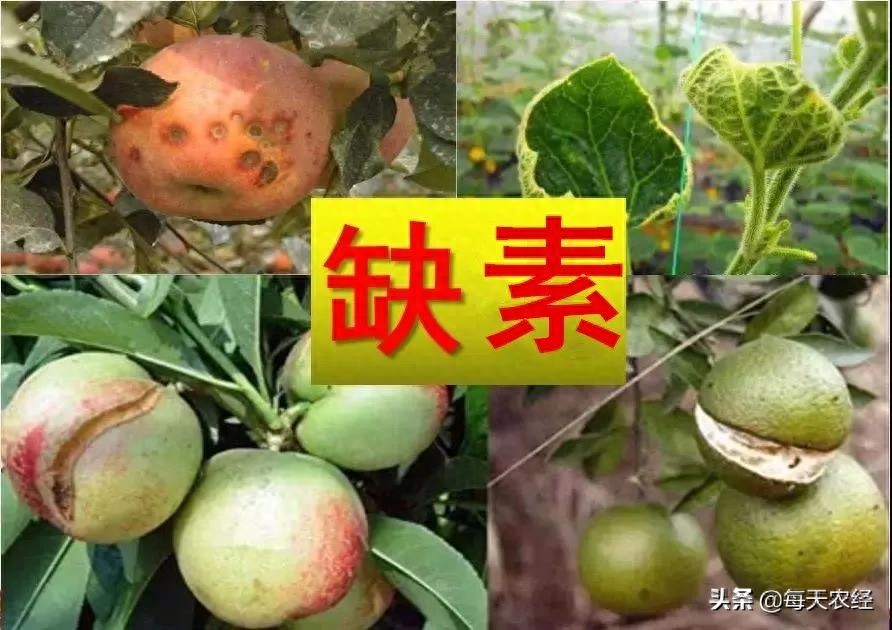 作物“缺少”微量元素的表现，看完就出师了