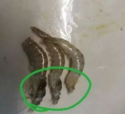 南美白对虾​气泡病的防治