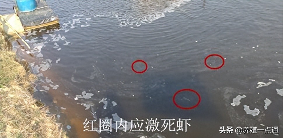 阴雨致水质变化，亚硝升高，对虾蜕壳致死，综合处理降损失