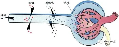 再谈“富贵病”——慢性肾炎的中医药治疗攻略