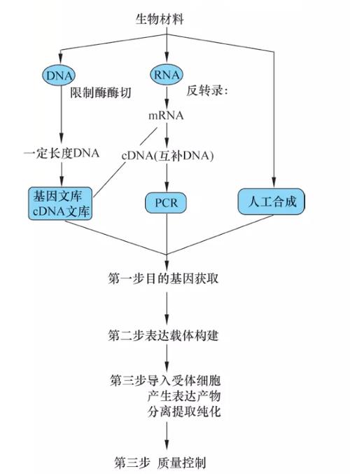第51讲　基因工程的基本操作程序和蛋白质工程